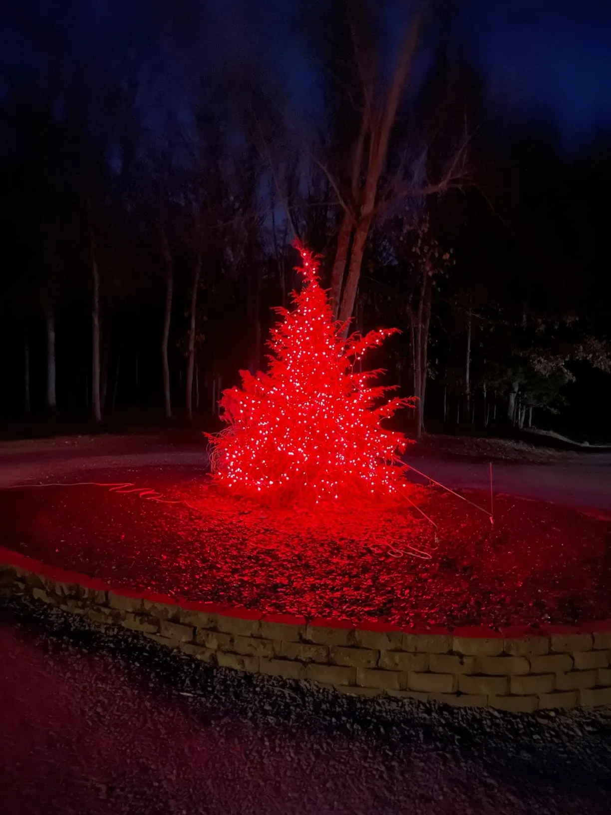 Red Stringlights Tree Trees Night Dark Angle View Outdoor Lights For Christmas